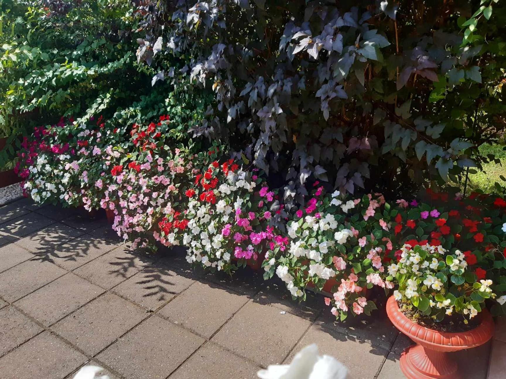 Gyoengyvirag Apartment Romhány Buitenkant foto
